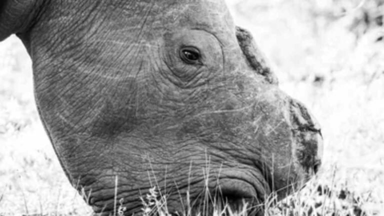 Rhino Poaching Ivory Horns