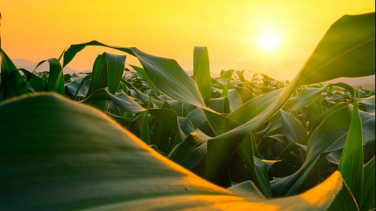 Farming Food Production