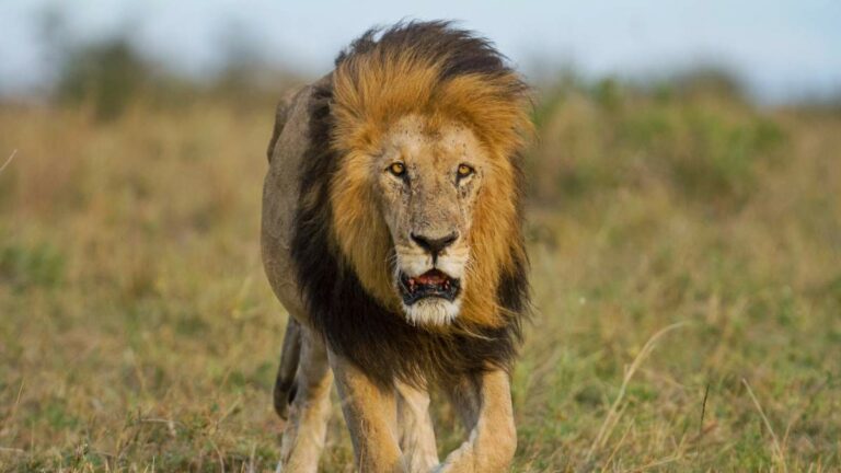 Hunt for Lions Underway in Northern KZN
