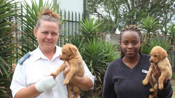Newcastle SPCA, puppies, Newcastillian News