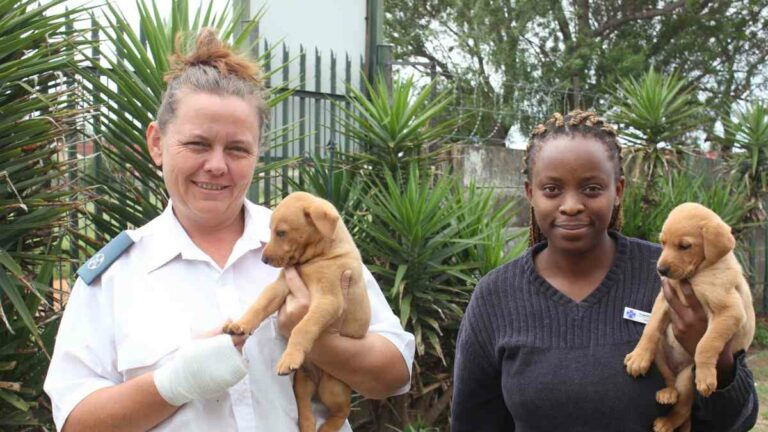 Newcastle SPCA, puppies, Newcastillian News