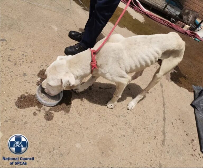 National SPCA takes on Newcastle man for major dog abuse