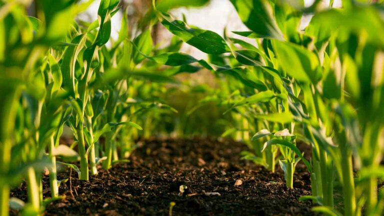 Agriculture Mielies Food Farming