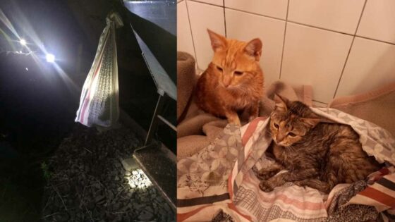kittens found tied to train carriage