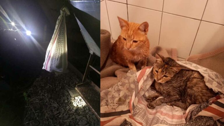 kittens found tied to train carriage