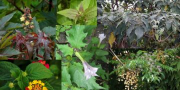 toxic plants found in KZN