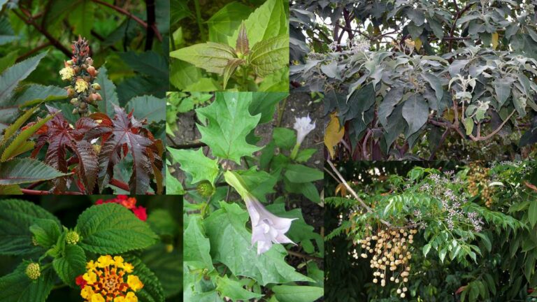 toxic plants found in KZN