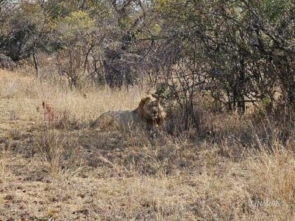Graphic Photos: Lion attack outside Newcastle? Newcastle SAPS and Ezemvelo KZN Wildlife clear matter up