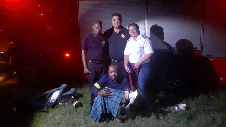 Newcastle entities come together to save dog trapped in a manhole