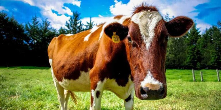 Foot and Mouth Hits Newcastle Area: Beef Prices May Fluctuate, Warns Red Meat Group