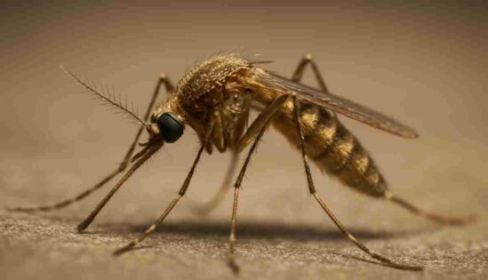 Malaria Alert: South Africans Urged to Stay Vigilant Over April Holidays