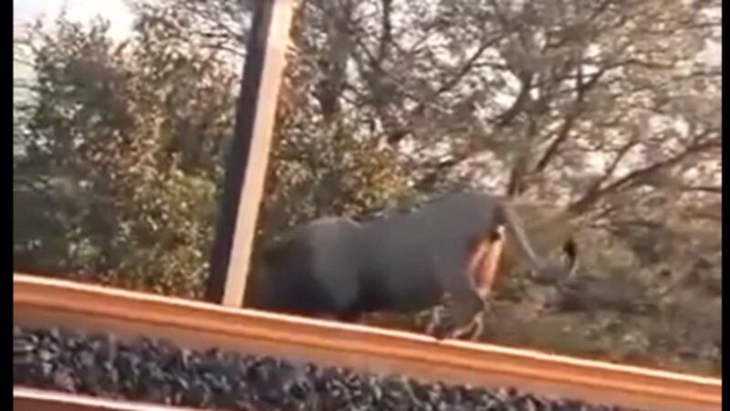 lion sighting Ingogo
