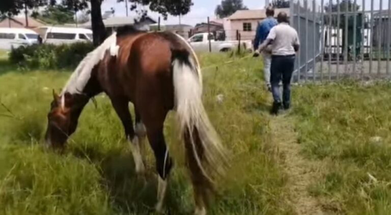 Madadeni horse abuse incident