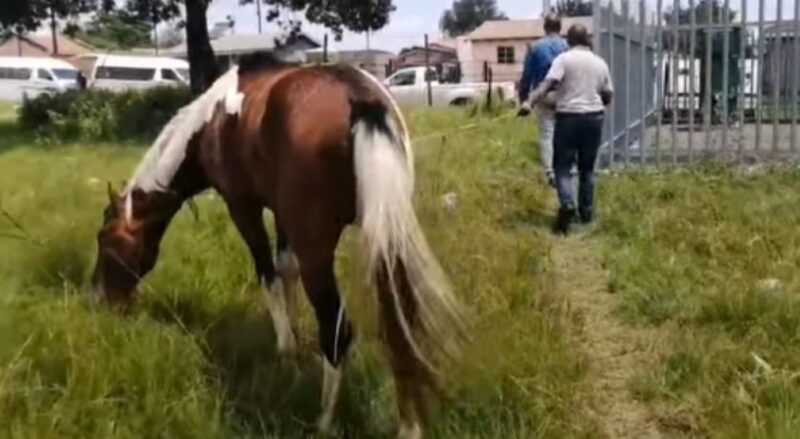 Madadeni horse abuse incident
