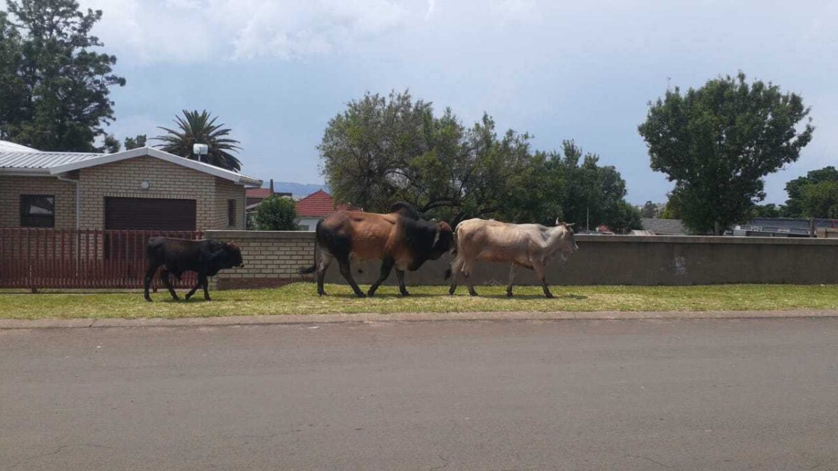 Madadeni horse abuse incident