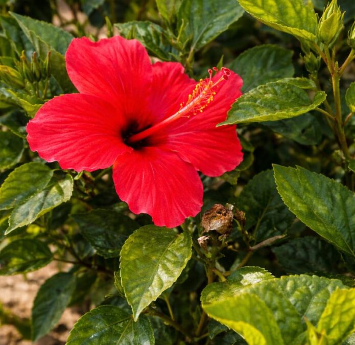 Gardening Northern KZN