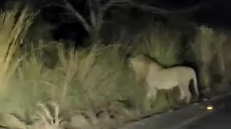 R66 lion