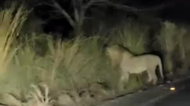 R66 lion