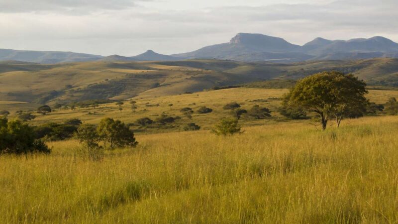 rhino poaching Ladysmith