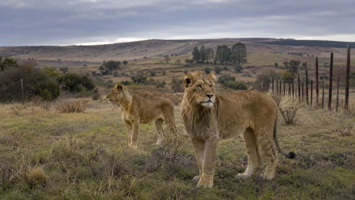 Gluckstadt lion poisoning